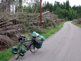 Væltede træer i de svenske skove