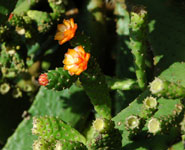 kaktus i blomst